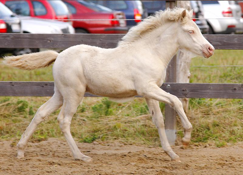 Enya von Heidmoor e.jpg